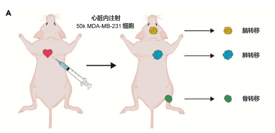 小鼠胸腺形状图片