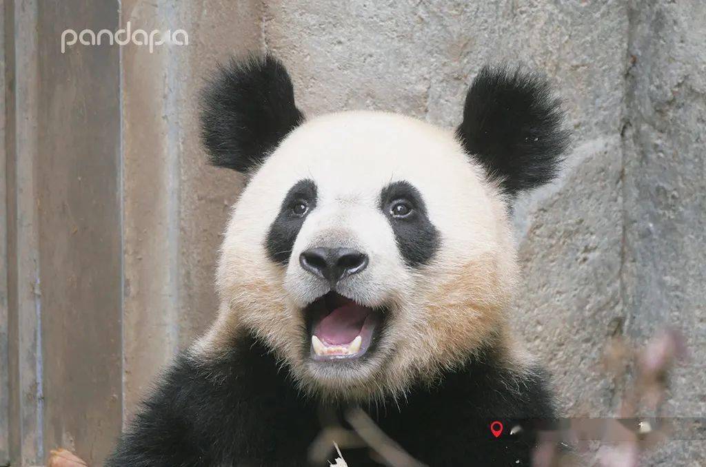 耳朵大有福?奇妙故事即将重磅揭晓_熊猫基地_四川省_金宵