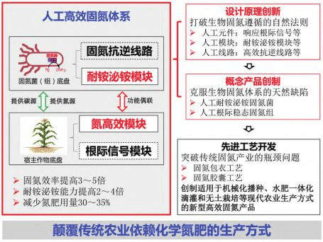 克服天然缺陷人工高效生物固氮技术潜力巨大