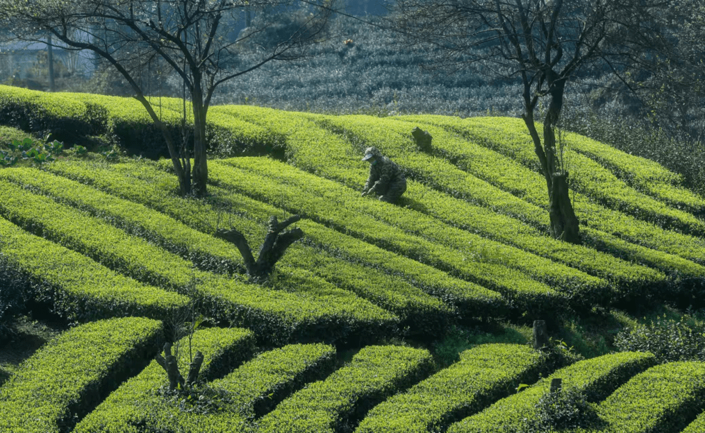 纳溪梅岭茶园图片