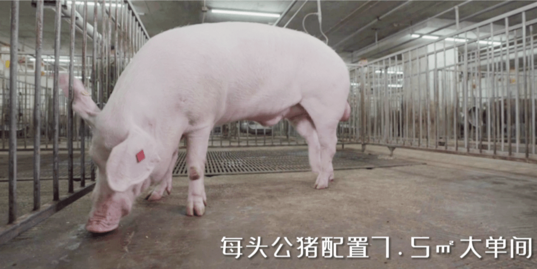 打赢成本战扬翔优质种猪拼了