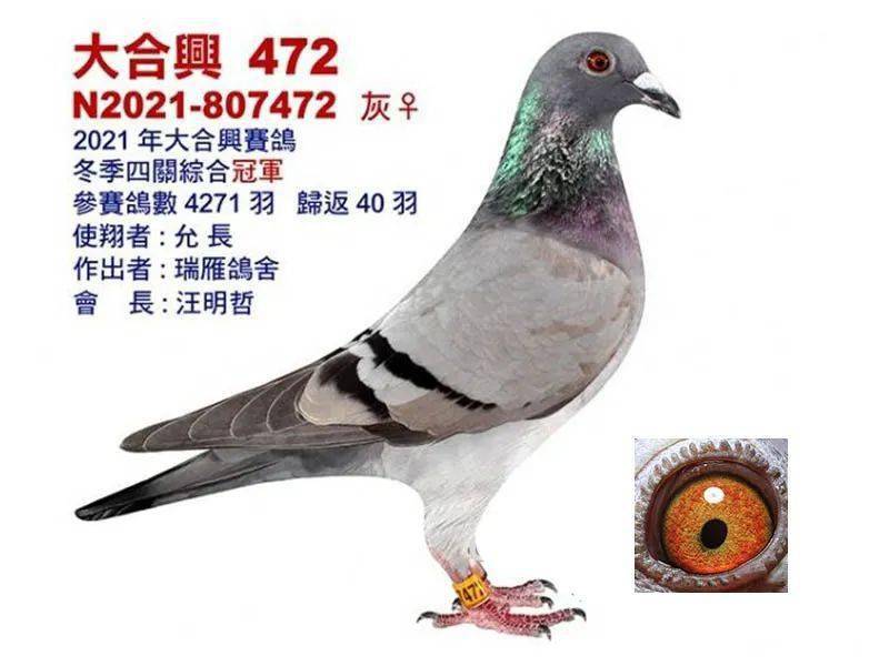 图集台湾海翔有多难飞45万羽打完五关残存722羽
