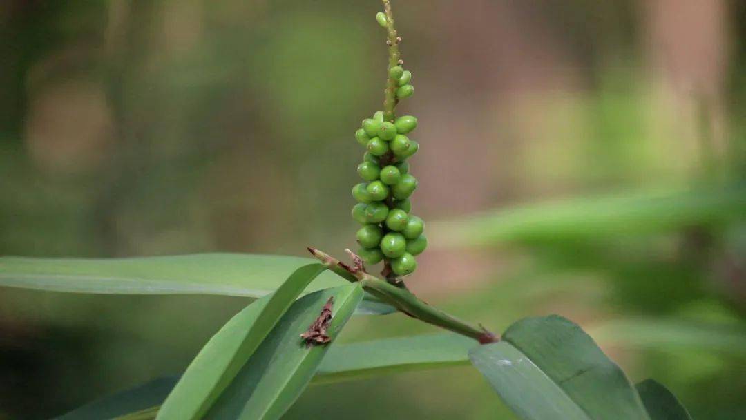 白沙南药图片