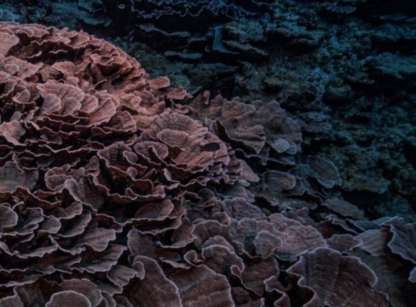 生物多样性|南太平洋塔希提岛海岸发现罕见巨型珊瑚礁