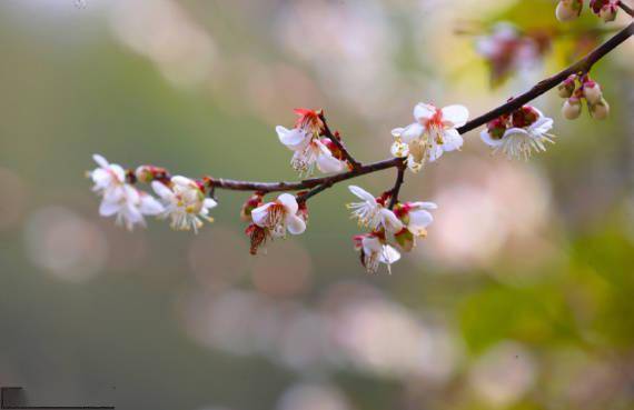 新田县|野樱花烂漫大瑶山