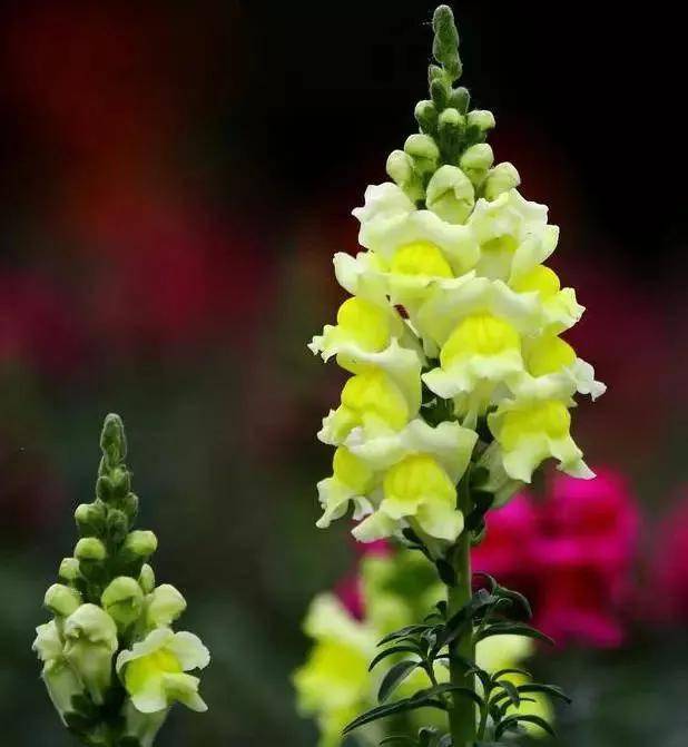 金鱼草花欣赏_吉祥_鸿运_满堂