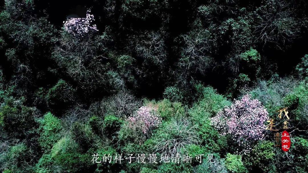 “上关花”到底是什么花？这部纪录片带您揭开苍山“金花”的面纱_大理_寻找_洱源县