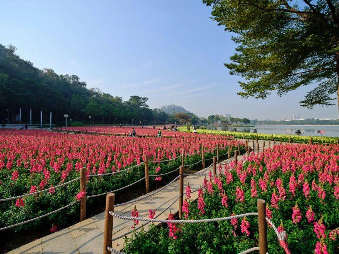 大良驚現大片金魚草花海,現已進入盛花期!_順峰山公園_文明_春花