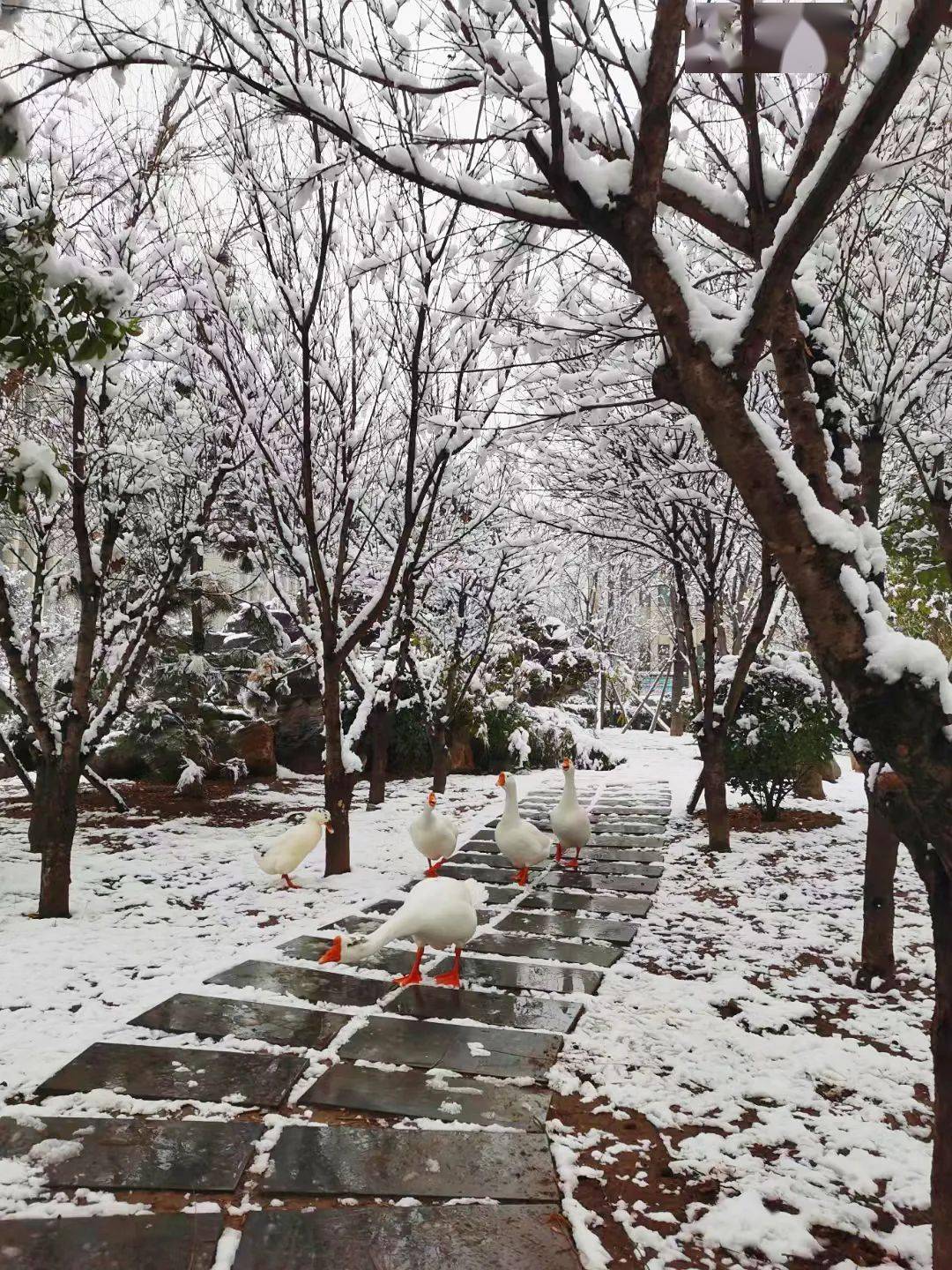 吉林工商学院雪景图片