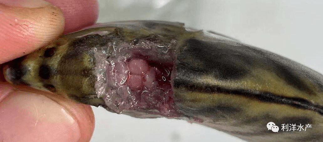 【每周一例】银鼓鱼感染链球菌"打转",死亡_发病_脑部_风口