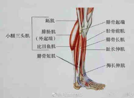 大法小腿粗又硬？送你最全面最清晰的小腿拉伸大法！