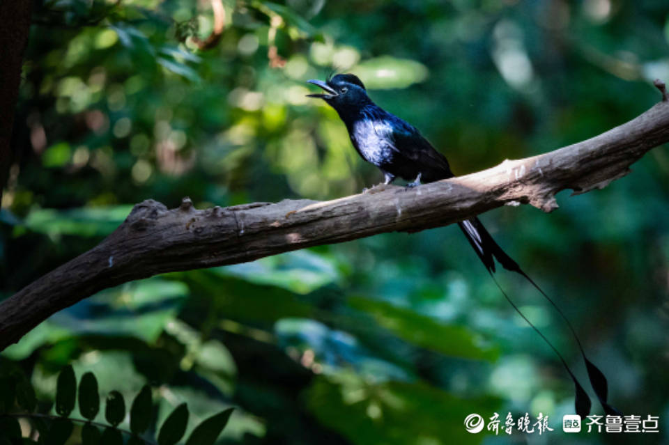 高黎贡山美丽灵禽——大盘尾_活动_飞行_Drongo 高黎贡山美丽灵禽——大盘尾_活动_飞行_Drongo