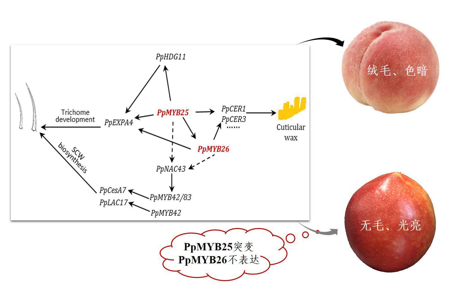 油桃|油桃果实表皮为何不长毛？科研人员揭示其中奥秘
