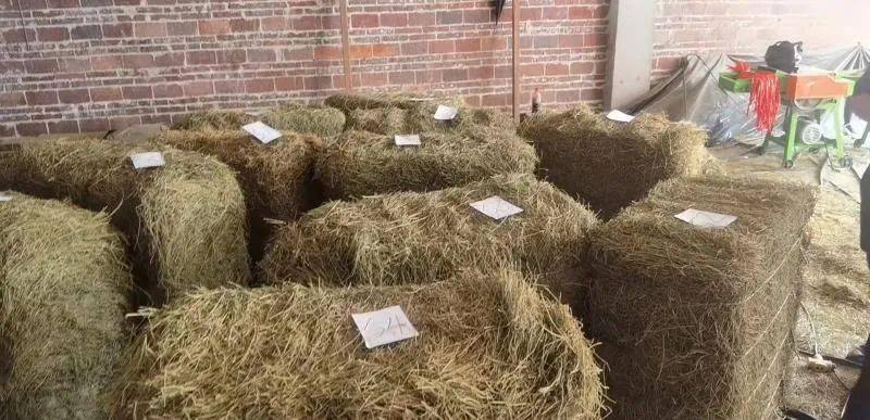 买不来就偷走,吴忠公安破获宁夏首例麻黄草被盗案_梁某丰_盐池县_收购