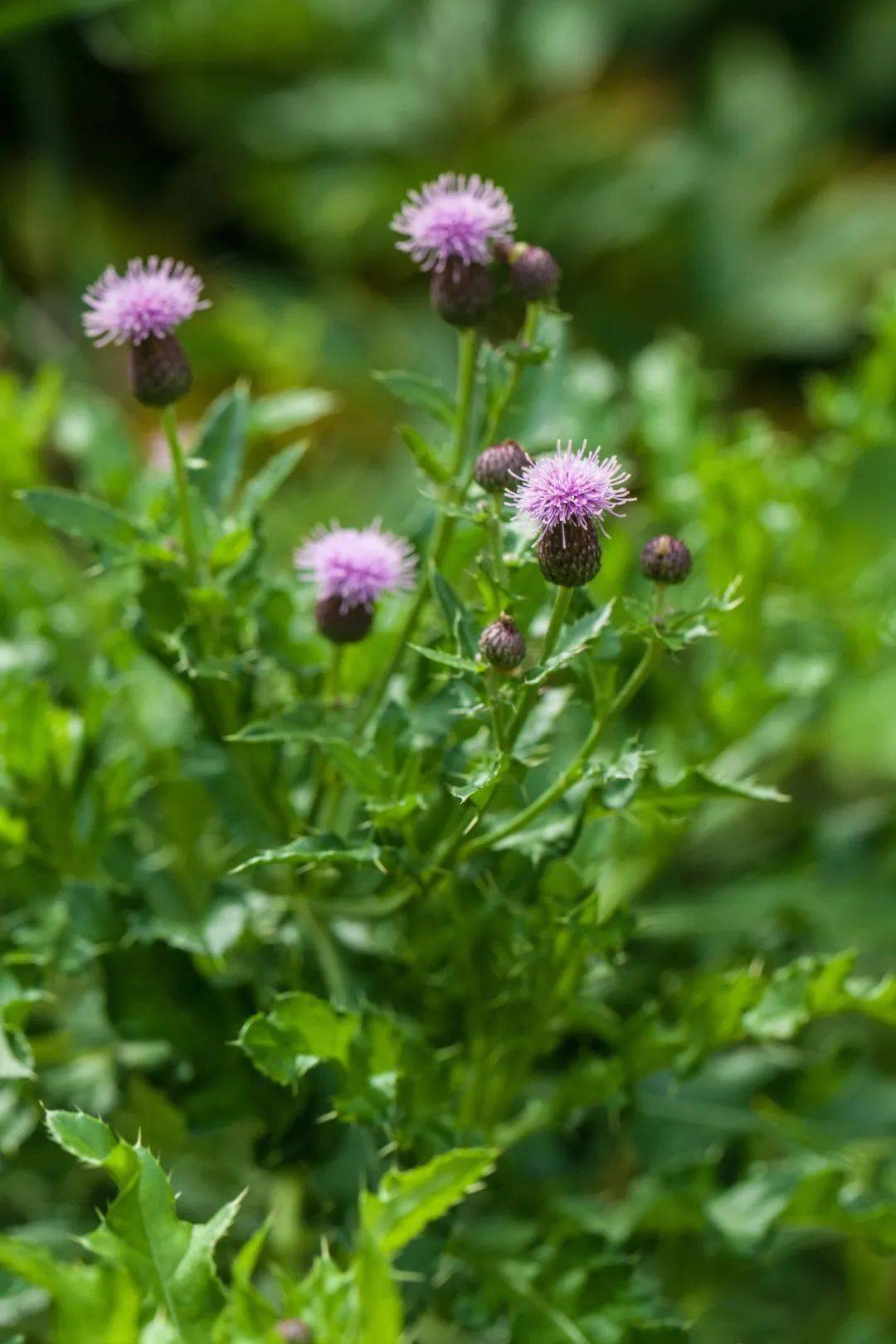 藍色|《鼴鼠的故事》| 影片里的植物世界