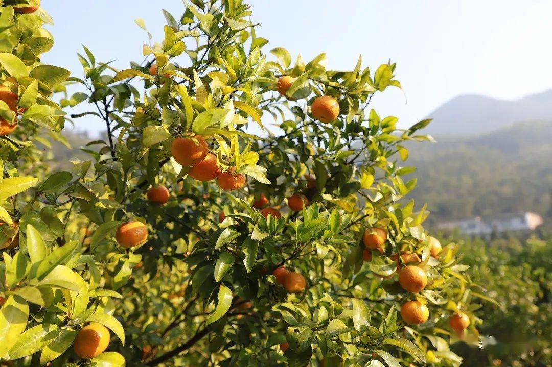 砂糖桔喜获丰收 带动产业就业"双增收"_果园_毛燕斌_专业