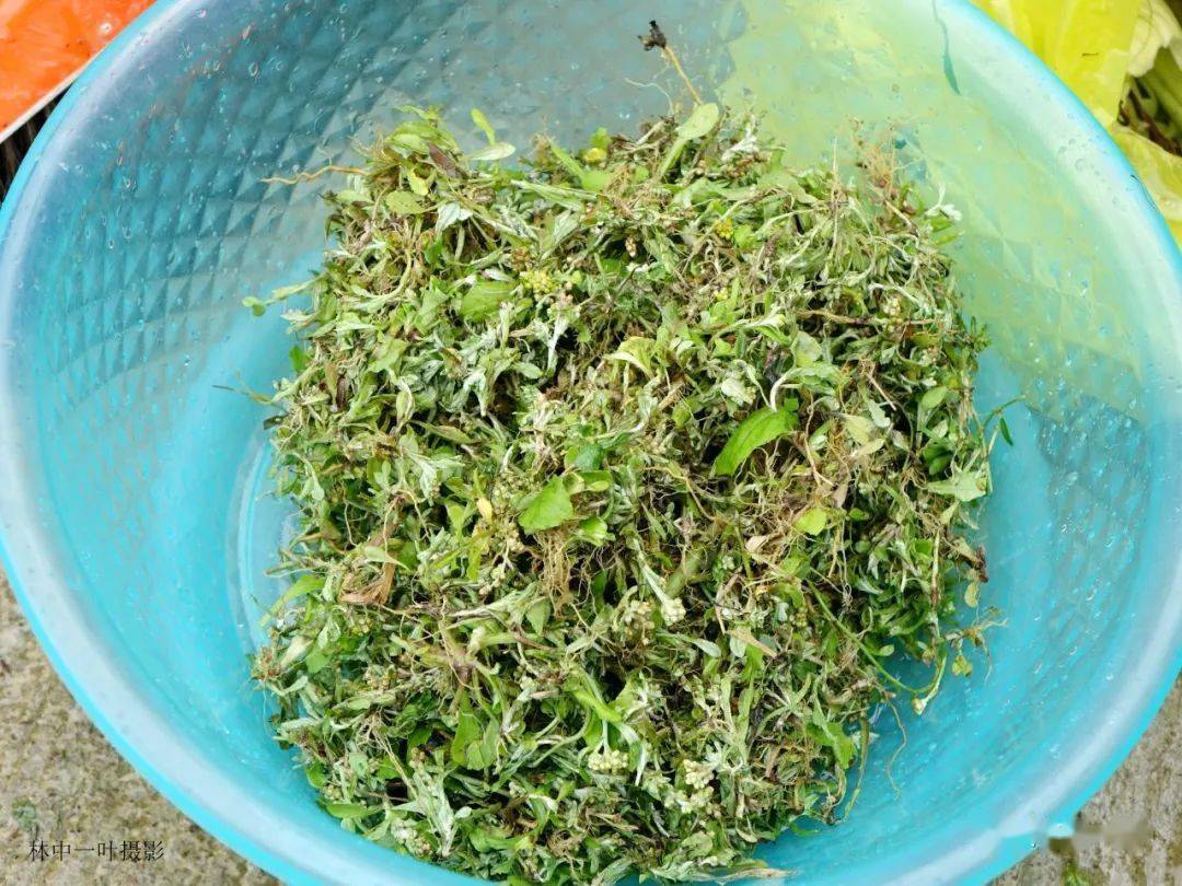 资料显示:鼠壳草具有祛瘀,止咳,化痰,利湿,退黄,平喘,降血压,润肺调中