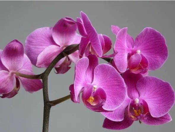蝴蝶兰花期一般是多久 e0a36ab182dd4d6fbce5d7a589b8d66c.jpeg