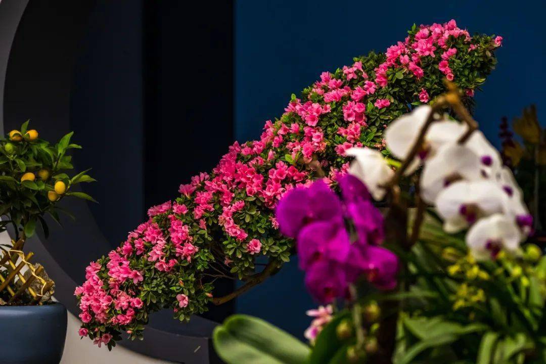 精品三角梅花卉 0c1242f30a024d8f8c705c7742c302d7.jpeg