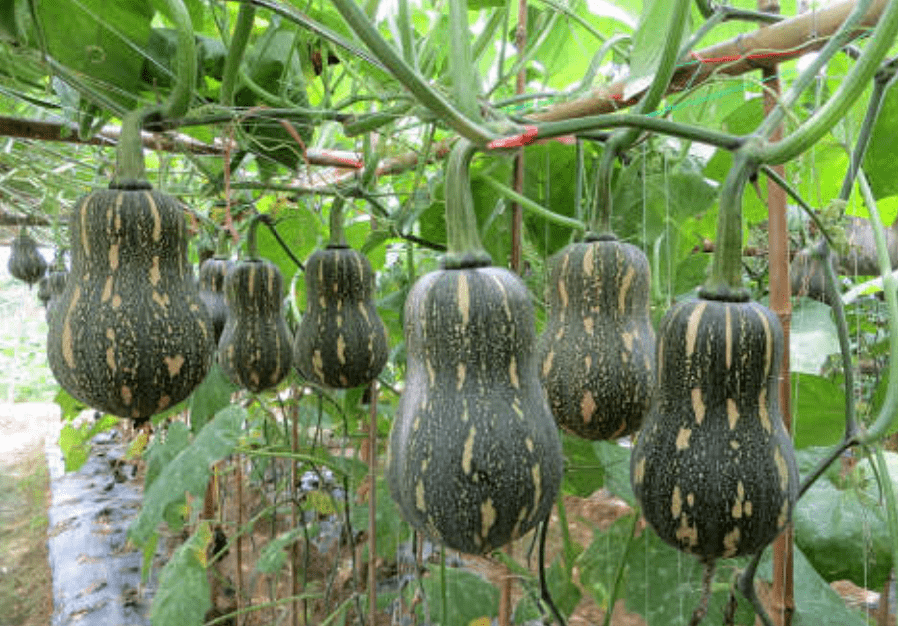 6年从未滞销这个南瓜品种口感好抗性强产量还高谁种都爱