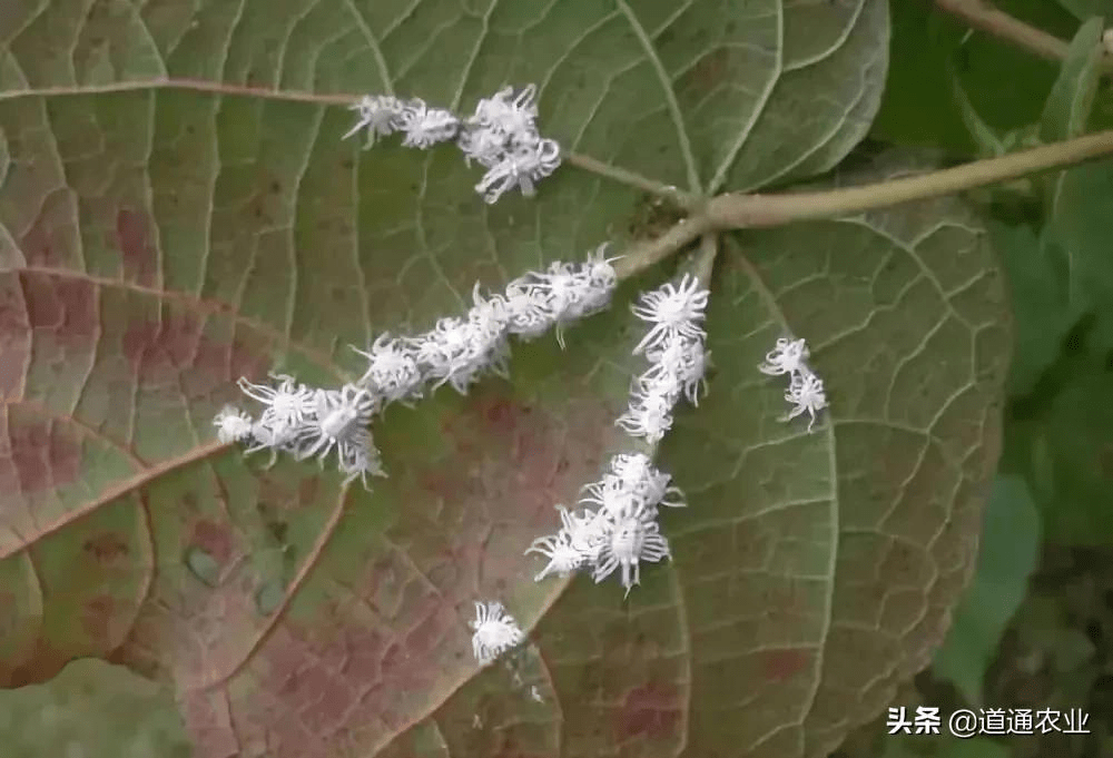 如何灭杀植物虫害 3d86931e33cc4b48860a02d02bf64f9f.png