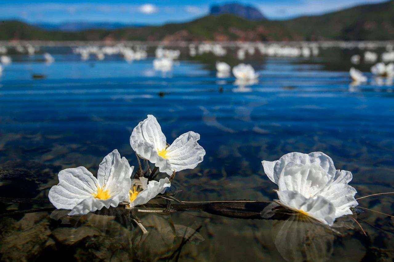 每年海藻花盛开时候就是泸沽湖最美的浪漫我在等你你来吗676767