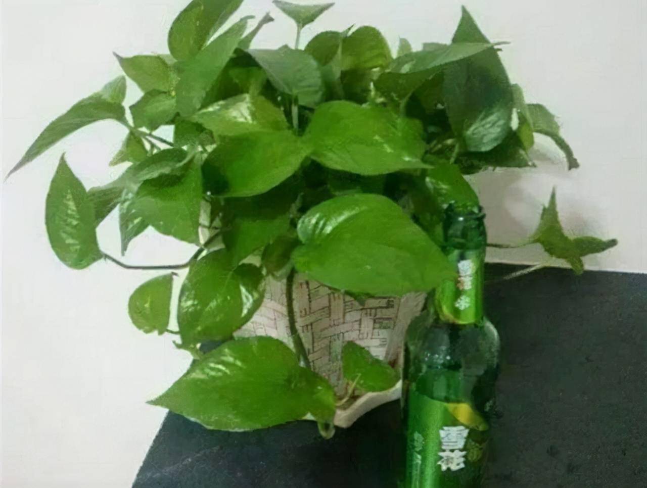 啤酒怎么养花做好一点叶子又大又绿花色娇艳开不停