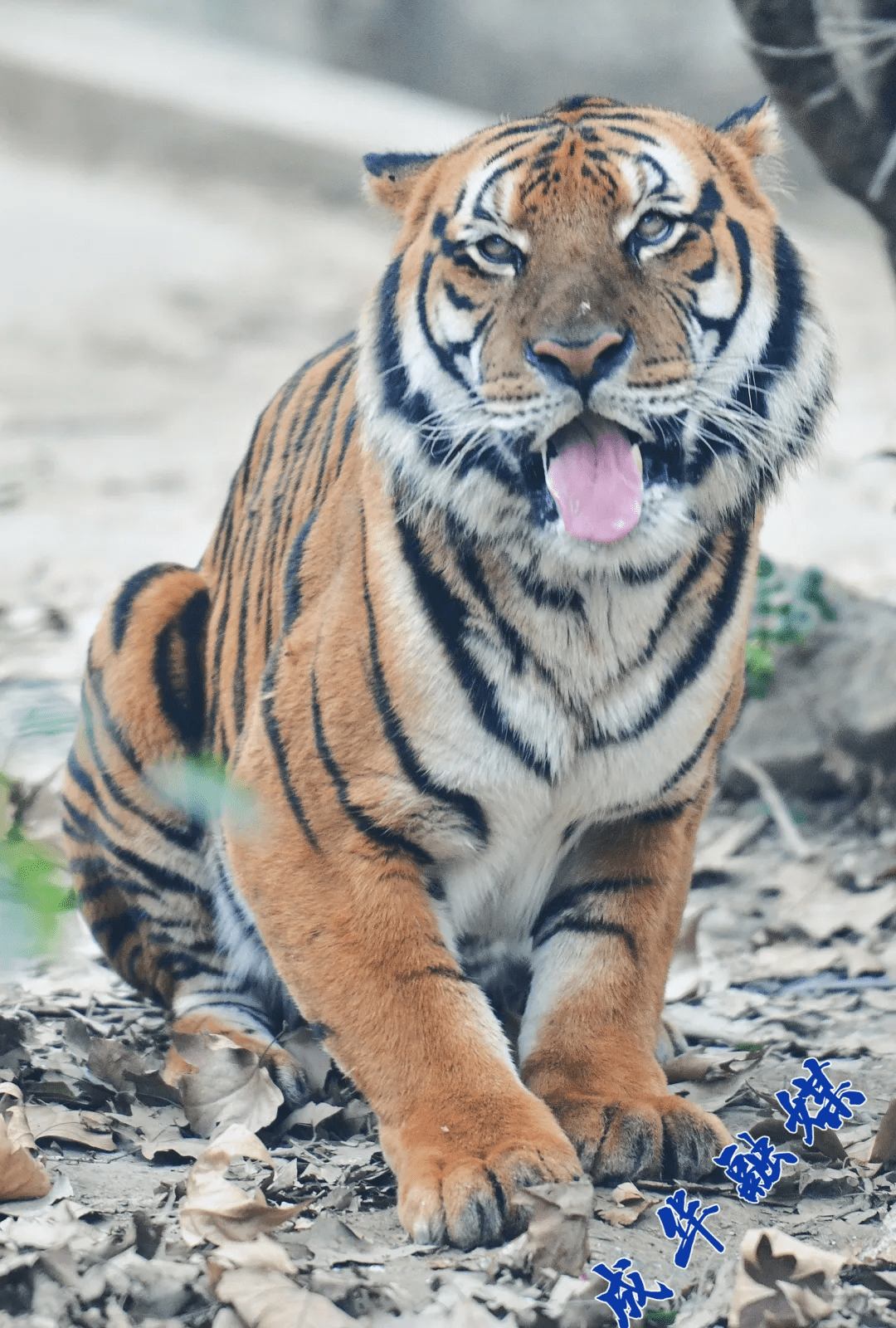 虎年临近萌虎出没成华融媒