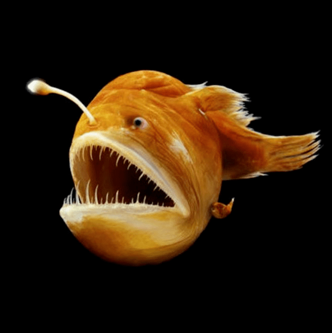 灯笼鱼为什么头上有灯笼 ef26145e83d64a6babaa2291a63d1d52.png