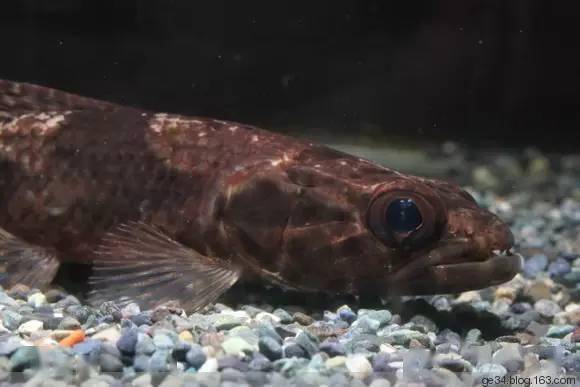 牙鱼!_aimara_水族_hoplias