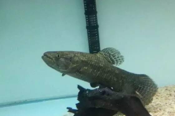 aimara_水族_hoplias