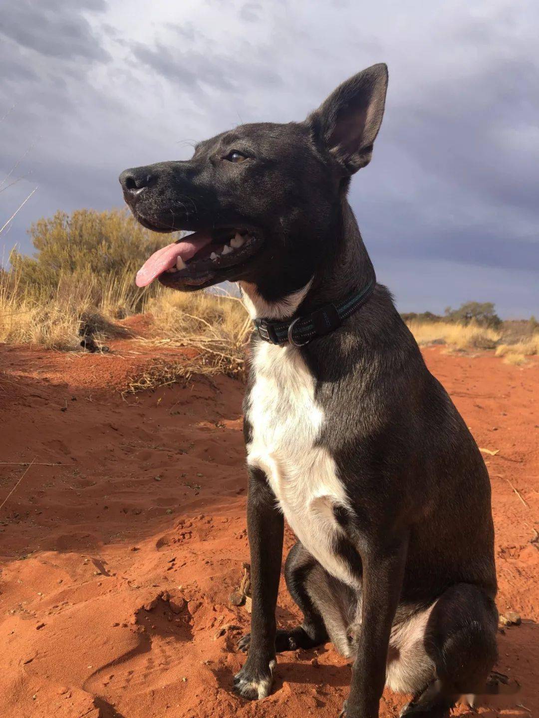 第一次遛狗g也像导游一样带着狗子和我在员工宿舍后面的一大片沙漠