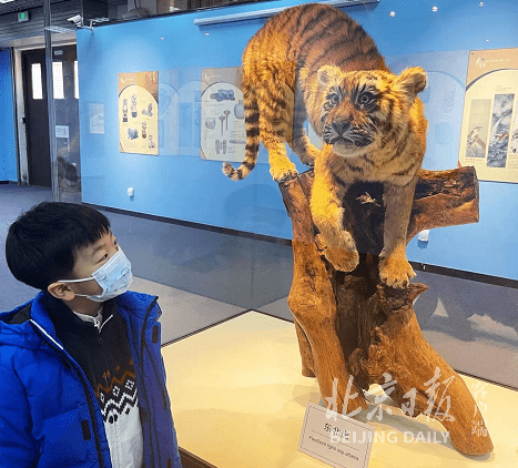 虎年看虎！北京自然博物馆开新展，珍贵华南虎标本亮相