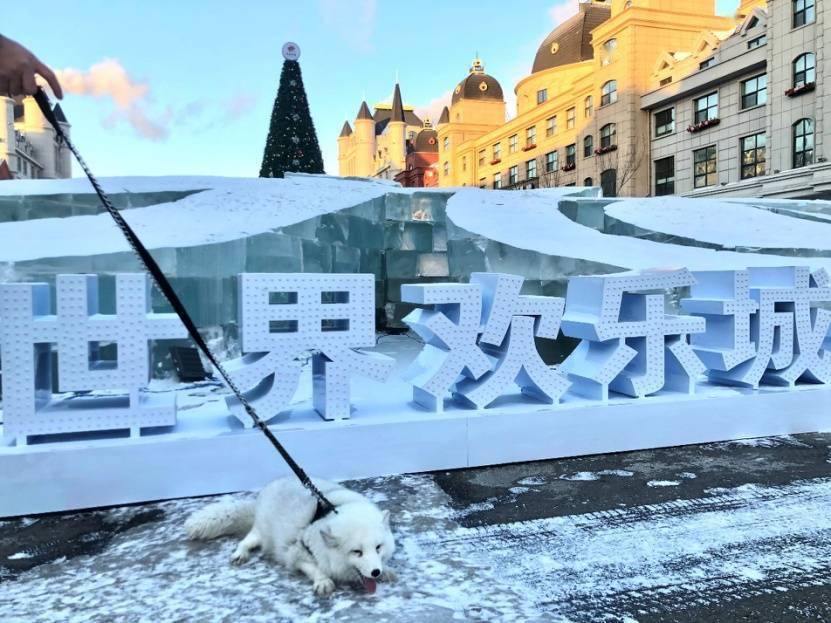 非法|在哈尔滨世界欢乐城和“雪域精灵”来一场别样邂逅吧！