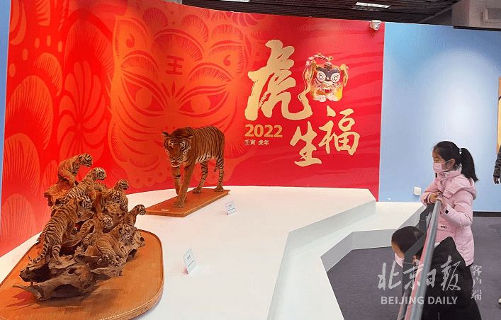 虎年看虎！北京自然博物馆开新展，珍贵华南虎标本亮相