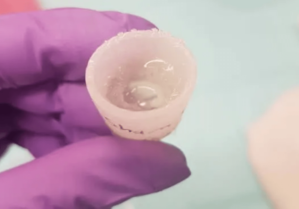 细胞|触发“休眠”细胞，只需用药24小时 青蛙就长出新肢 人类还远吗？