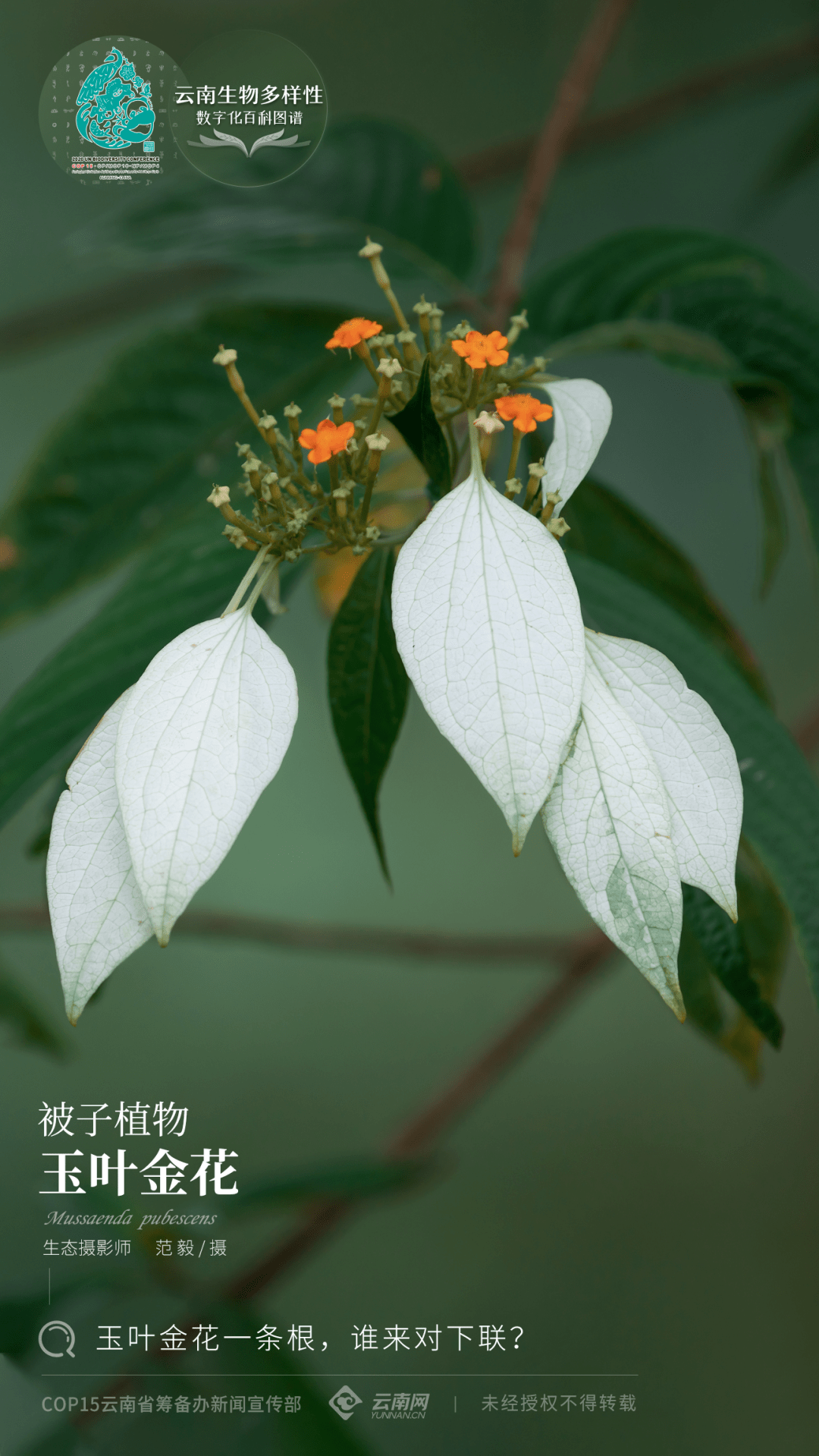 云南生物多样性数字化百科图谱被子植物玉叶金花玉叶金花一条根谁来对