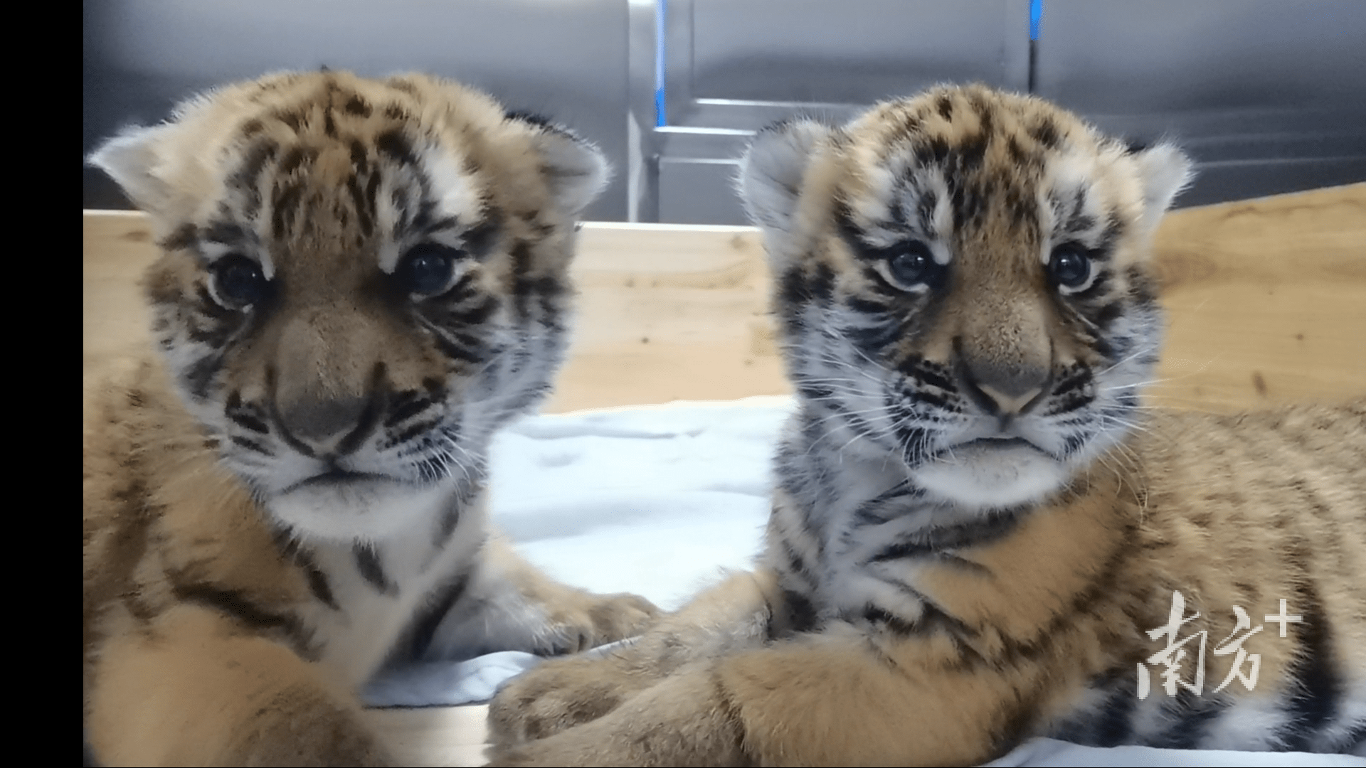 韶关华南虎双胞胎即将在虎年除夕满月公益行动护航成长