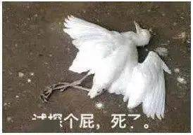 头发黑芝麻丸，还要骗我们多久？