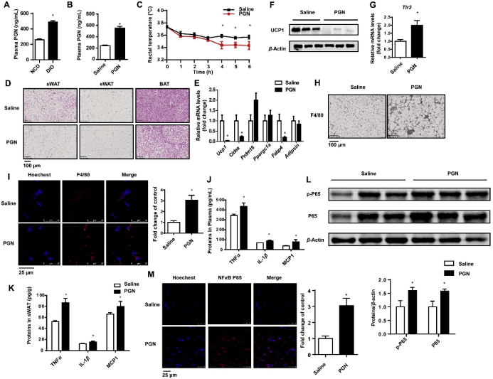 letter to the editor: peptidoglycan inhibits beigeing of adipose