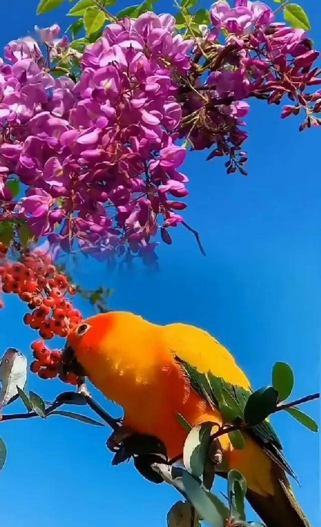 阳光明媚鸟语花香的图图片