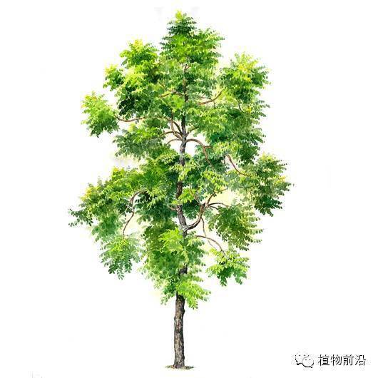 cassia siamea猪肠豆 cassia fistula短穗魚尾葵 caryota mitis串钱柳