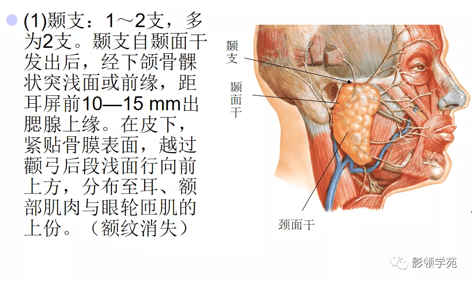 内,面神经的2个干及其各分支间吻合成腮腺丛,由丛发出颞支,颧支,颊下