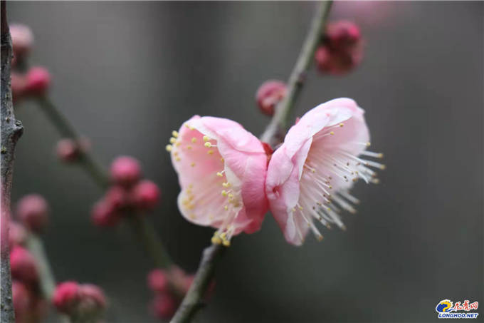 周以媛|极美南京：你瞧！梅花开了