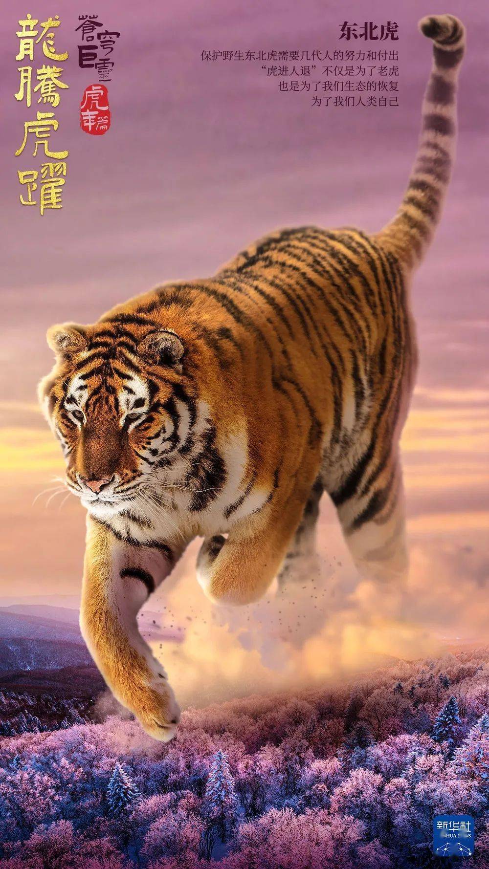 你好虎年_老虎_北师大