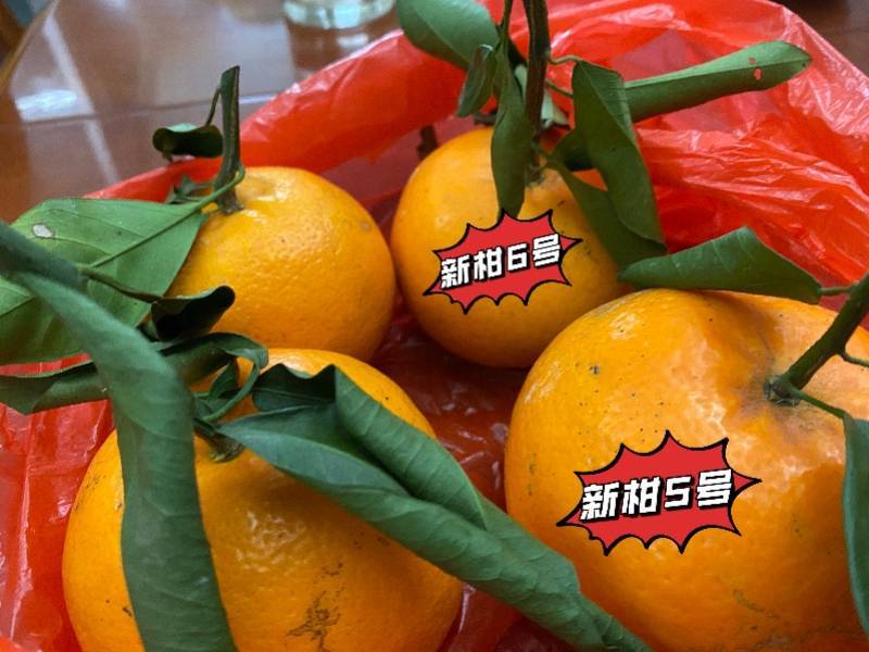 网络中国节大年初一拜大年带上两对潮州柑