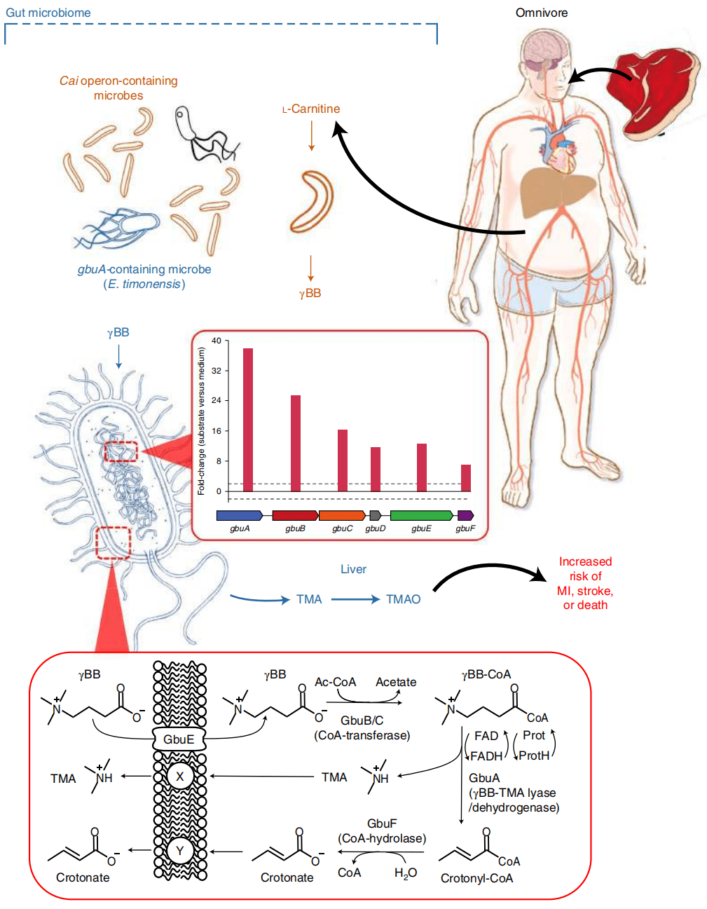 饮食|《自然》子刊：看见自由吃大肉的曙光！科学家们终于打通了肠菌介导红肉损伤血管机制，并找到关键肠菌以及基因簇丨科学大发现