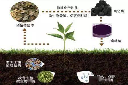 微生物在土壤中的大作用 植物 作物 生产