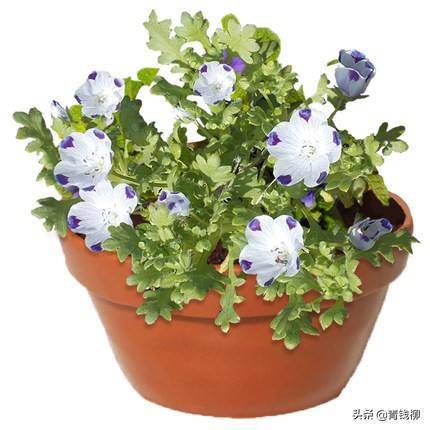 早春季节开出可爱的蓝色花朵 粉蝶花 种植 叶片 茎部