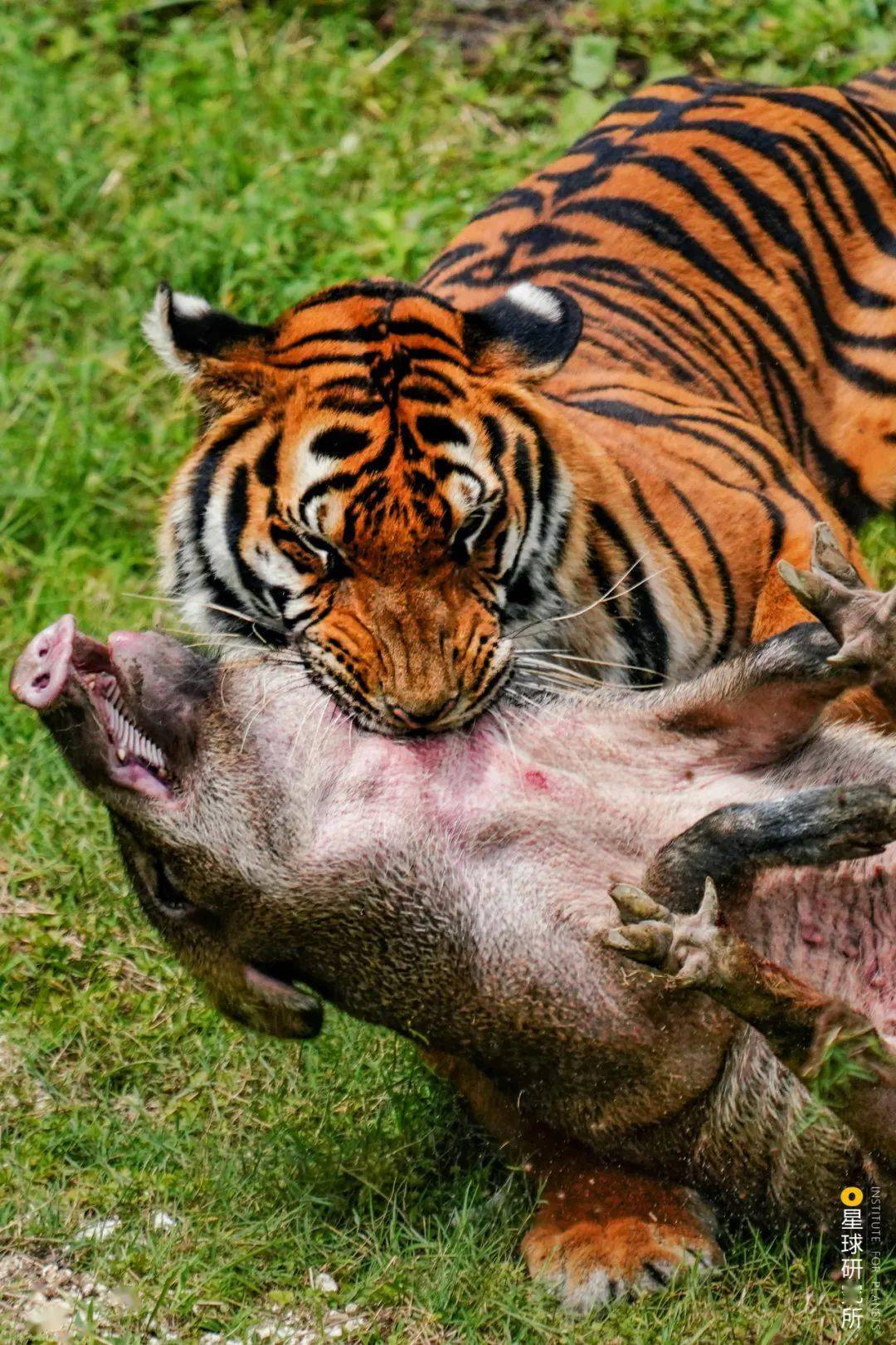 摄影_野猪_李理